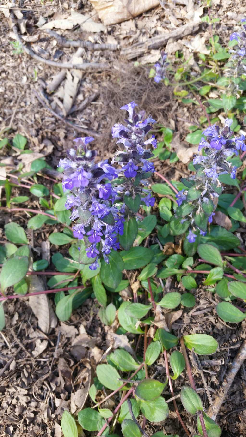Ajuga reptans L.(Lamiaceae)